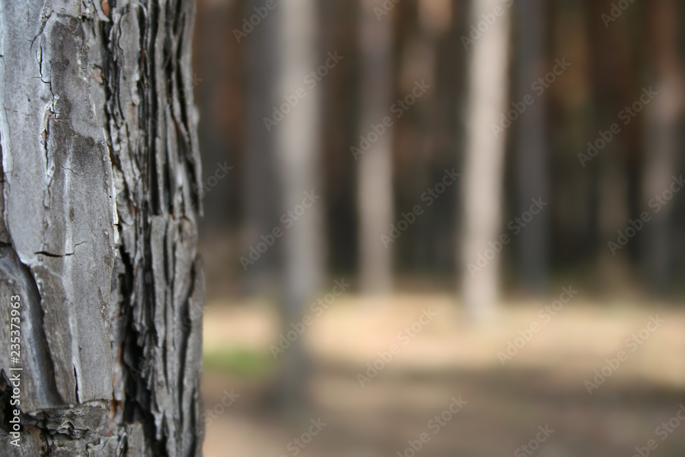 Fototapeta premium Pine and air