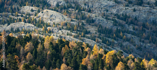 Autumn landscape with larch trees at the Massa gorge shaped by the glacier ice of the Aletschglacier photo