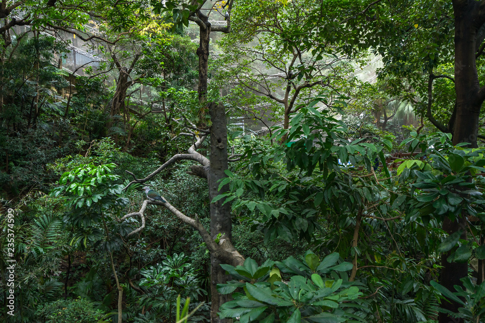 Fototapeta premium Edward Youde Aviary at the Hong Kong Park features a collection exotic and tropical birds, Hong Kong