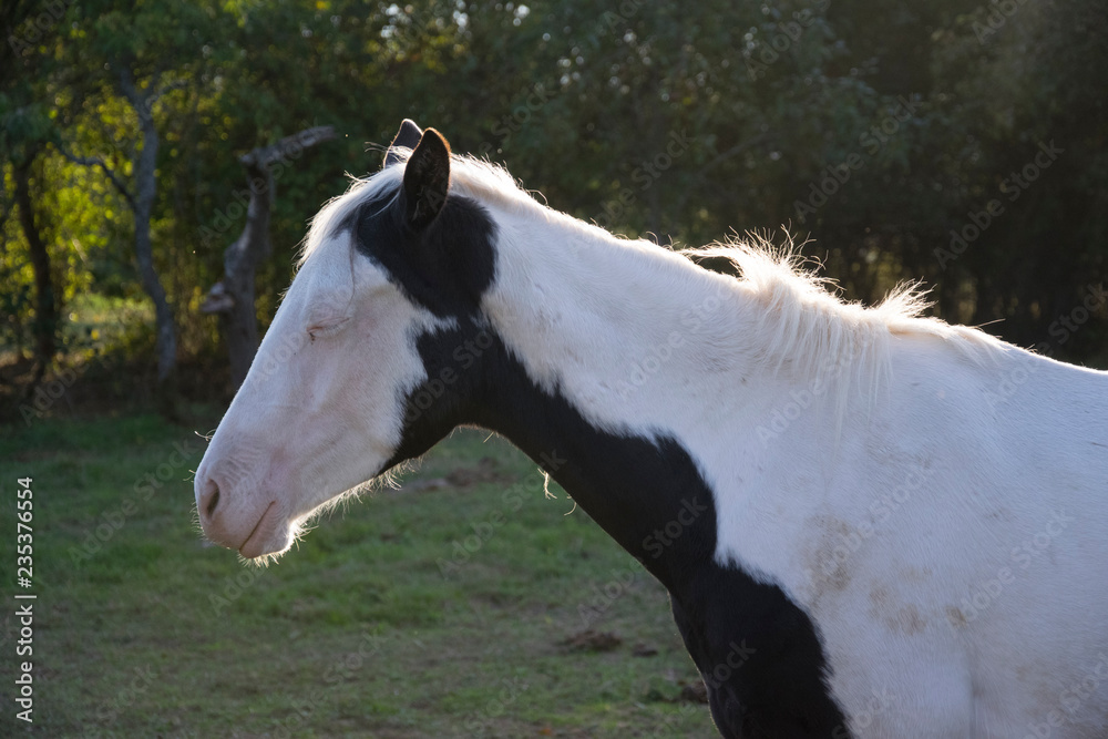 Obraz premium white black foal