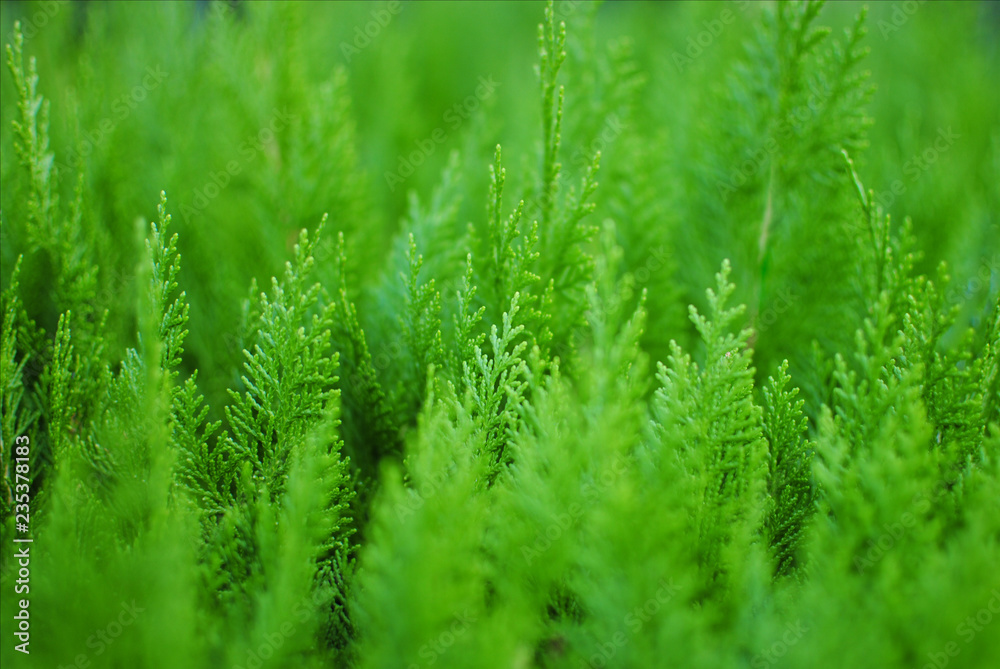 Fototapeta premium Thuja small coniferous ornamental plant green background