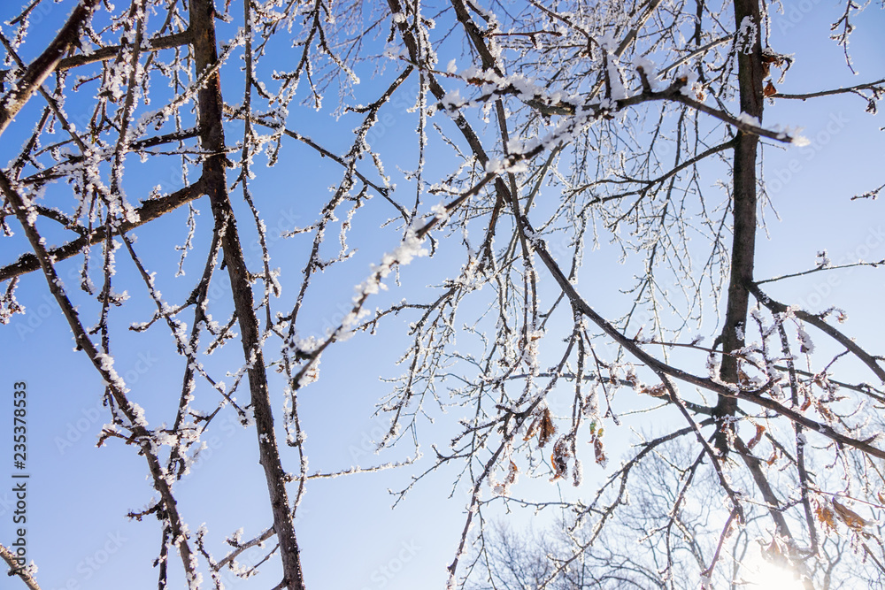 Obraz premium crown tree in winter
