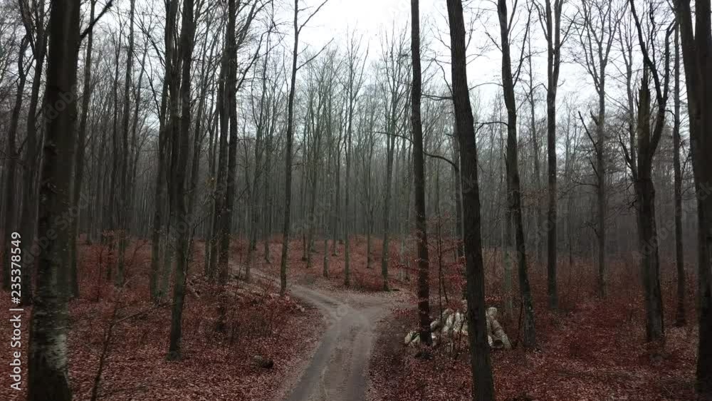 road path woods fog autumn trees bushes hoarfrost fog gray gloomy road path woods fog autumn trees bushes hoarfrost fog gray gloomy