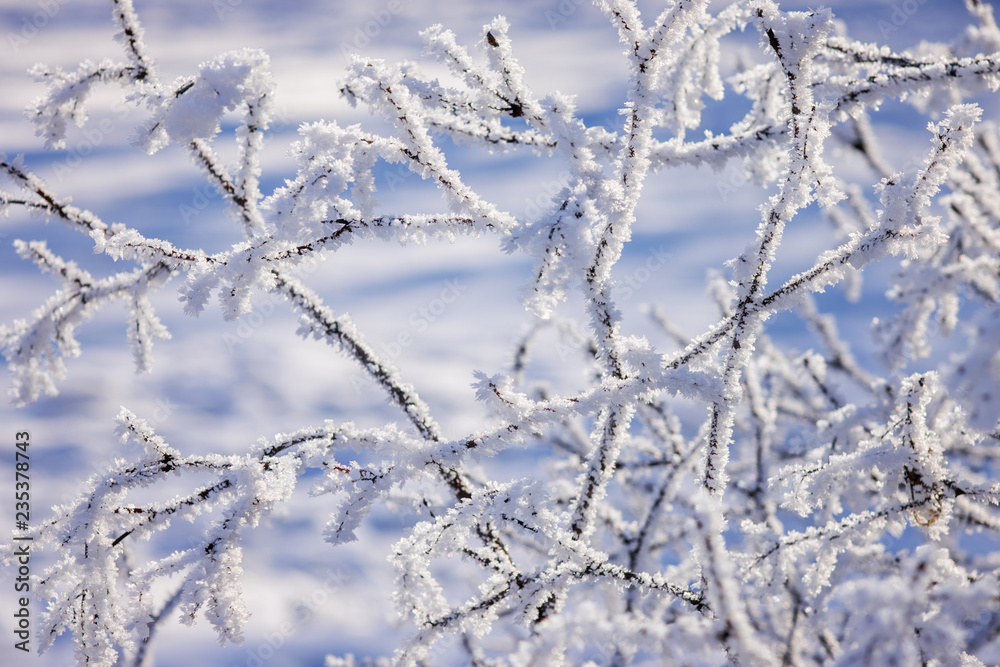 Trees under the snow Trees under the snow