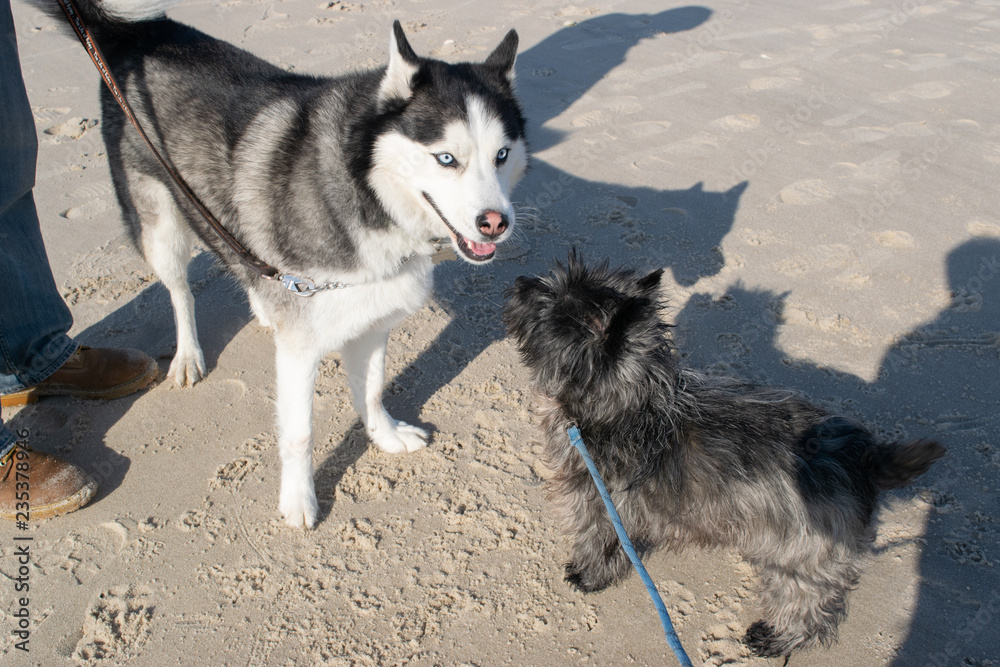 Dogs on the Beach - Husky and Cairn Terrier