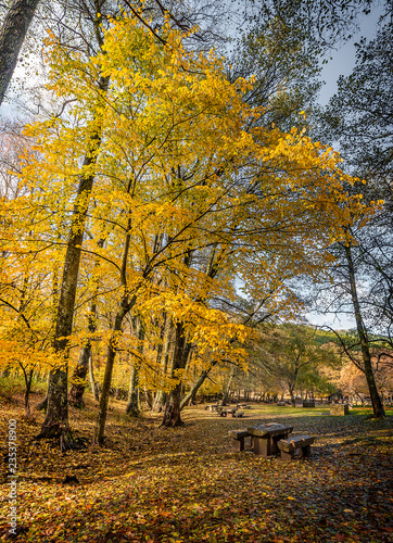 autumn spain chestnut