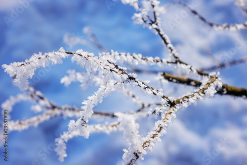 Trees under the snow © vladimirnenezic