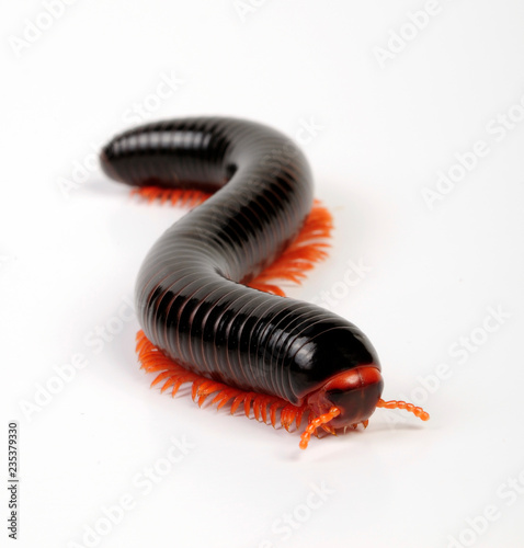 Rotbeintausendfüßer (Epibolus pulchripes) - black millipede photo