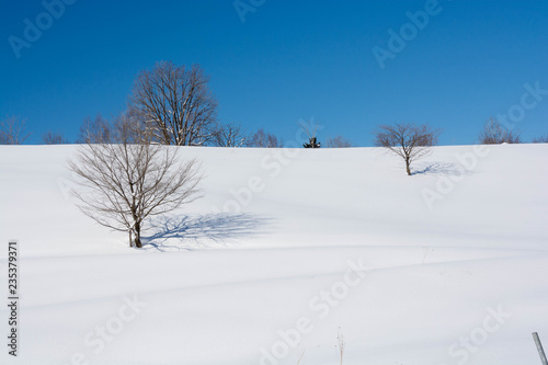 雪原の冬木立と青空