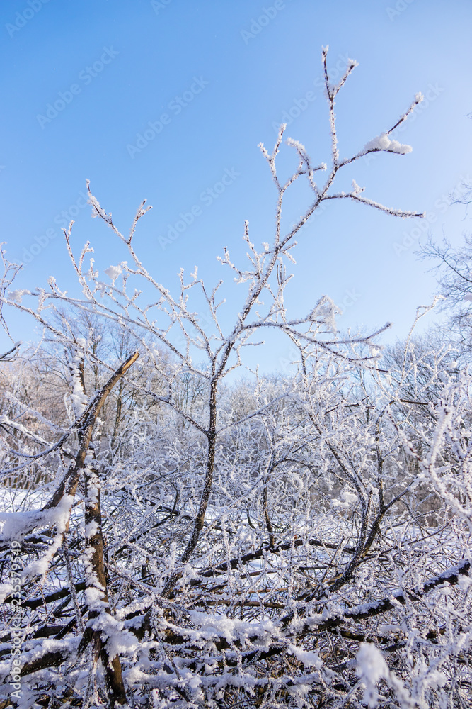 Obraz premium crown tree in winter