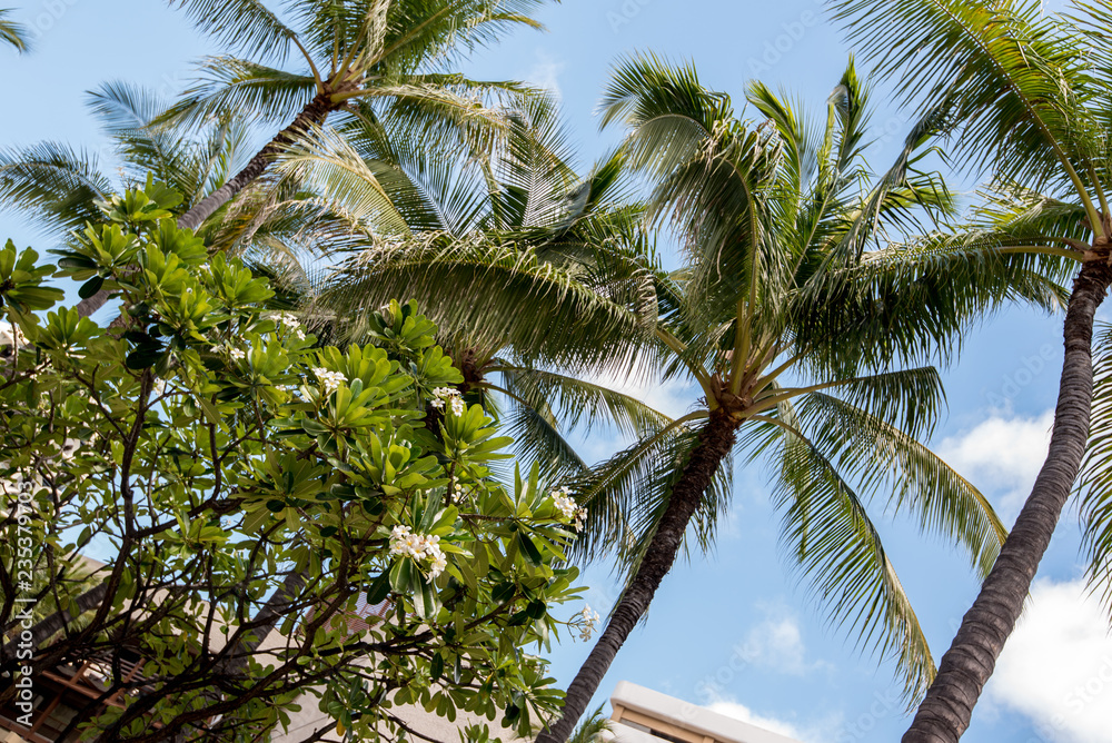 Obraz premium プルメリアの花