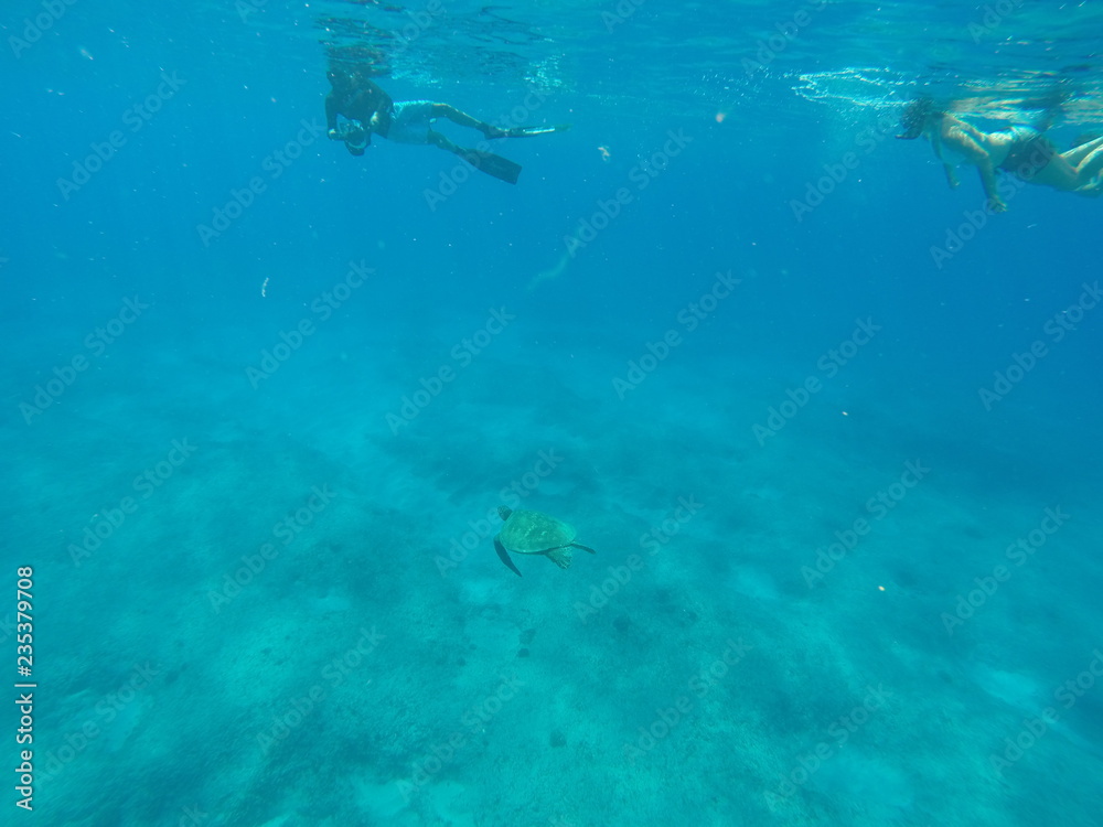 Fototapeta premium Snorkeling with sea turtle