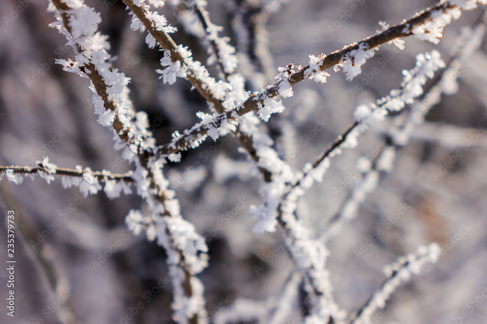 Obraz premium Frozen naked branches