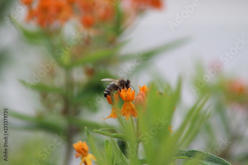 bee on a flower © surya