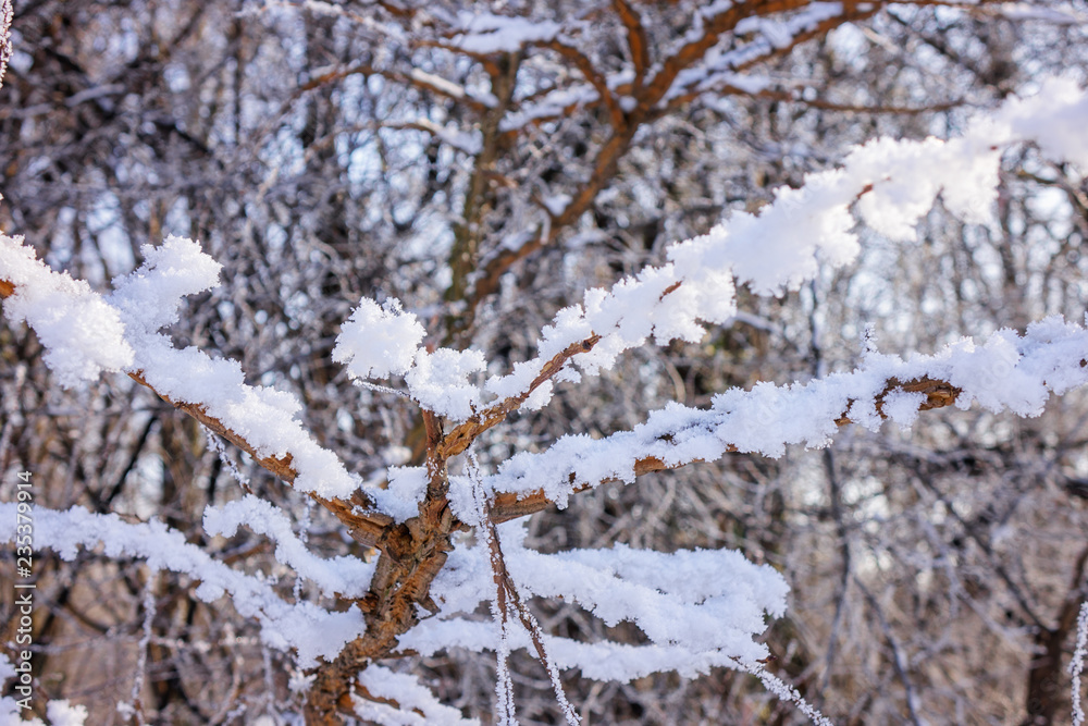 Frozen naked branches