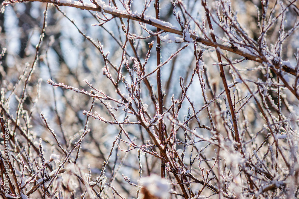 Frozen naked branches Frozen naked branches