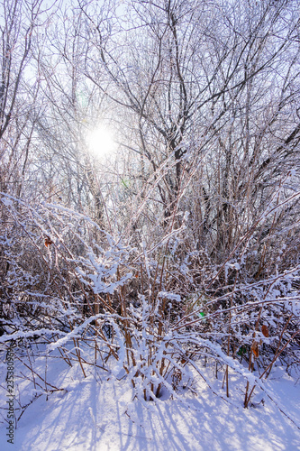 Frozen naked branches © vladimirnenezic