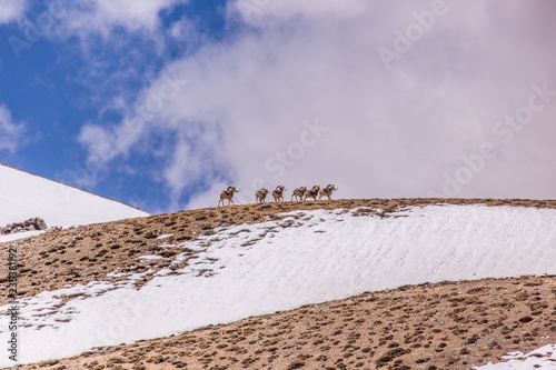 Herd of Marco Polo sheep running over hill in Tajikistan