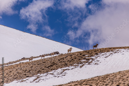 Herd of Marco Polo sheep resting on hill in Tajikistan
