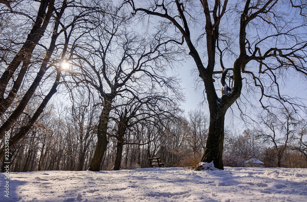 Fototapeta premium Trees under snow