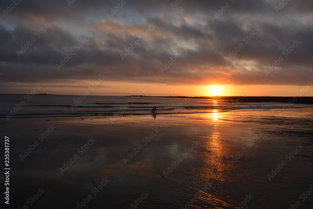 Dog on beach at sunrise