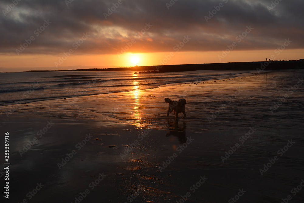 Dog on beach at sunrise