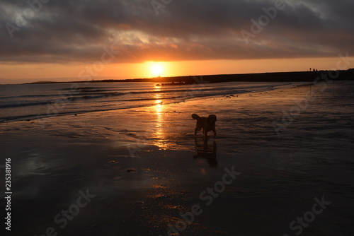 Dog on beach at sunrise