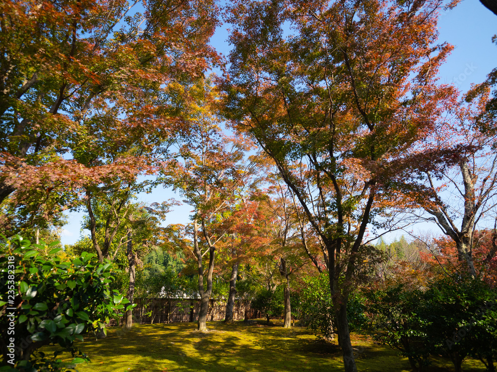 Arashiyama,second week of Nov, 2018Red maple leaf in garden, beautuful light Arashiyama,second week of Nov, 2018Red maple leaf in garden, beautuful light