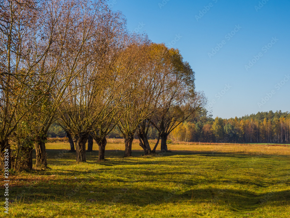 Colors of autumn