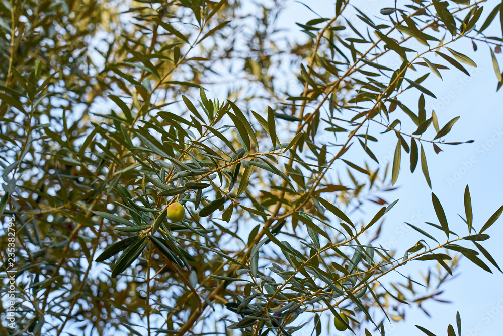 A green olive on branch of olive tree on a sunlight against a blue sky. A green olive on branch of olive tree on a sunlight against a blue sky.