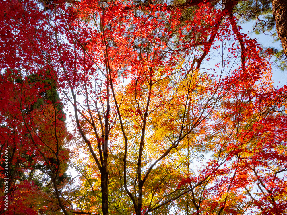 leaf changing colour to be pale yellow, orange red  in autumn and fall, beautiful compost