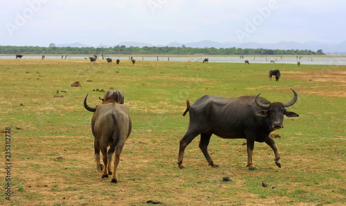 Fototapeta Naklejka Na Ścianę i Meble -  Wild Water Buffalo ( Bubalus Bubalis ) , Sri Lanka