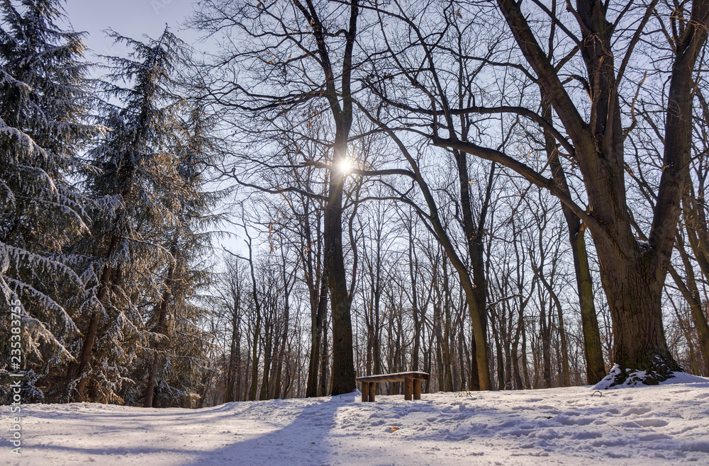 Obraz premium Trees under snow