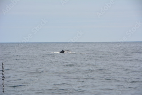 Whale in ocean