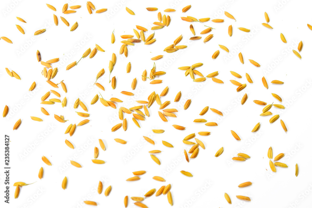 paddy rice isolated on white background paddy rice isolated on white background