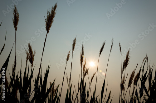 stand of grass at dusk