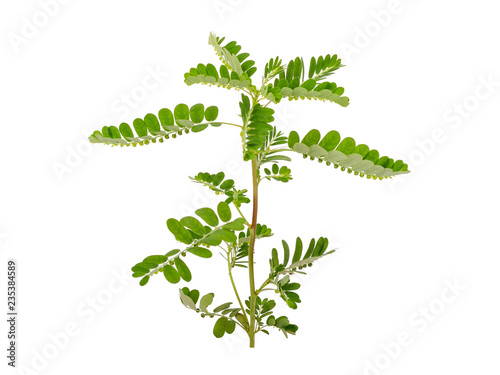 Phyllanthus niruri herb isolated on white background photo