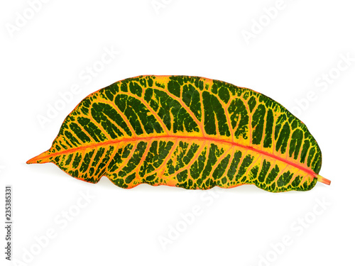 croton leaf isolated on white background