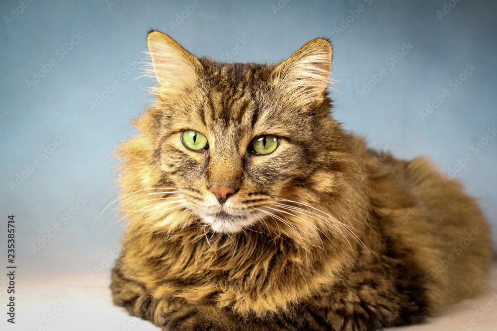 Close Up of A Long Hair Domestic Tabby Cat