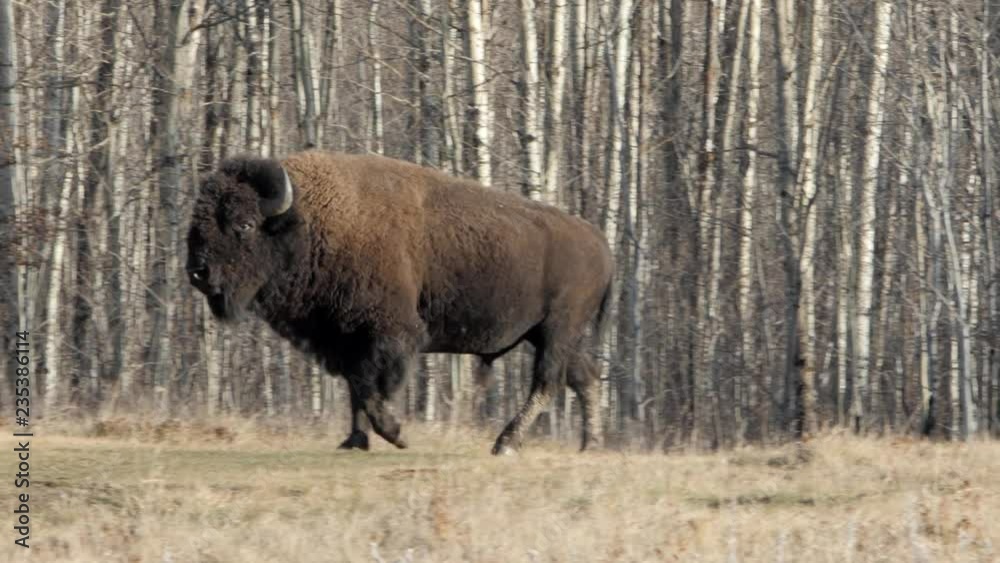 Bison on Canadian Prairie Bison on Canadian Prairie