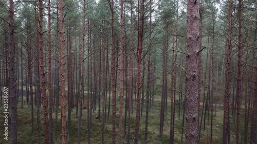 Wallpaper Mural road path woods fog autumn trees bushes hoarfrost fog gray gloomy Torontodigital.ca