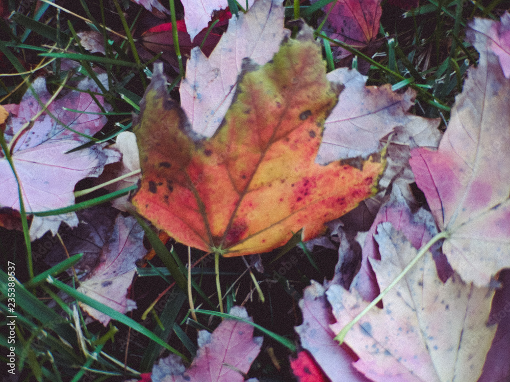 Fototapeta premium Autumn