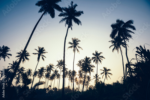 Silhouette of coconut trees on tropical island in the sunrise © lzf