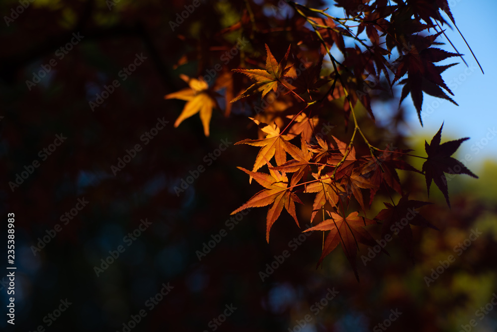 紅葉 紅葉