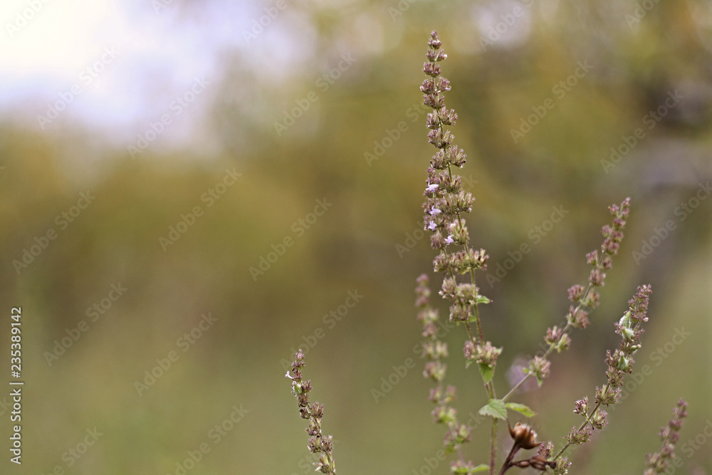 Fototapeta premium Ramo de flor
