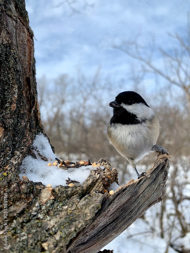 Fototapeta premium A chickadee winter view