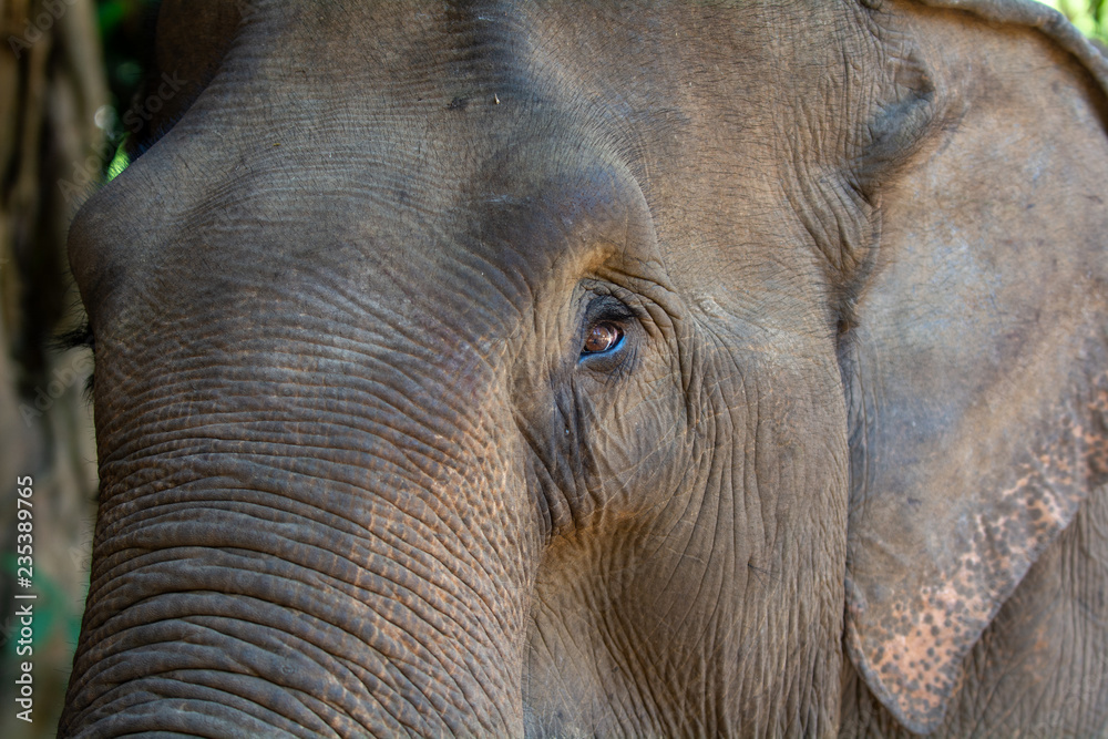 Fototapeta premium Head shot of Elephant