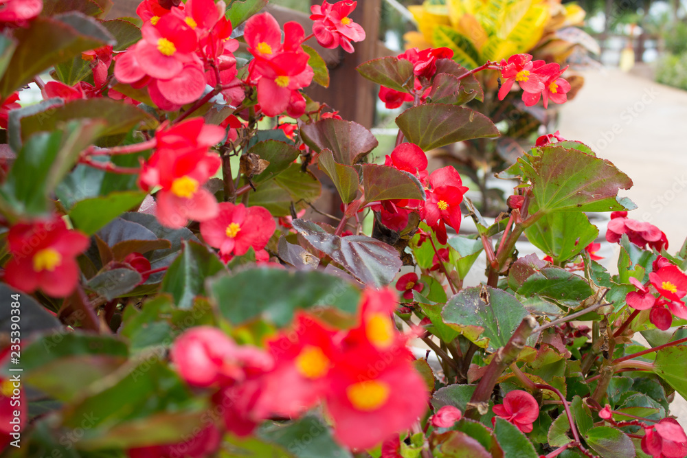 Obraz premium Flower red