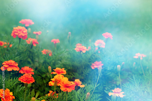 Bright orange flowers in soft light. Flowers in the soft light on the background of spring and summer grass. Orange marigolds in a blue haze.