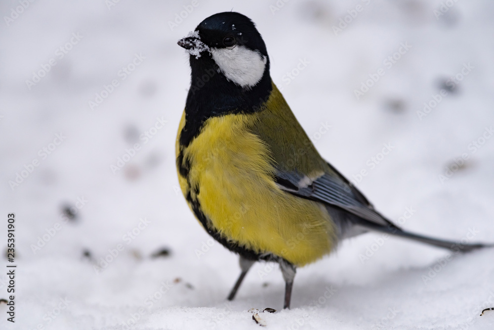 Naklejka premium Great tit (Parus major) - a bird of the titmouse family in its natural environment with natural light, close-up.